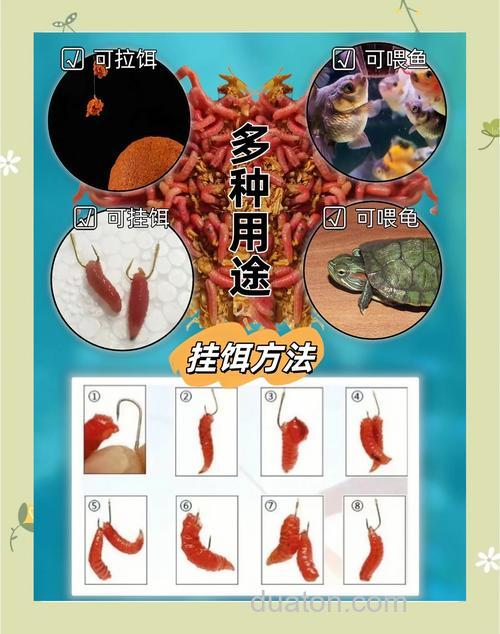 夜钓红虫好还是饵料好?
