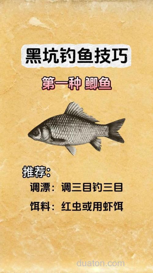 黑坑如何钓鲤鱼