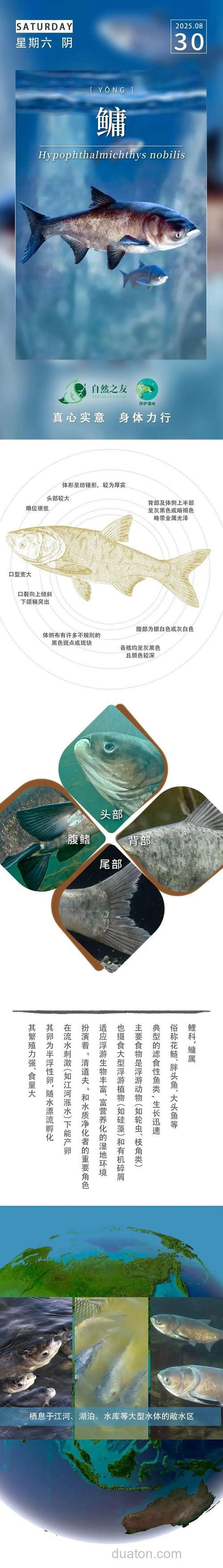 鳙鱼的栖息水层和食性