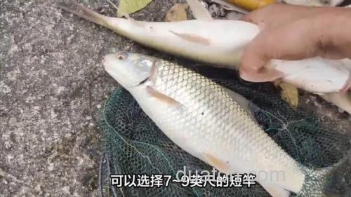 麦子钓什么鱼最好