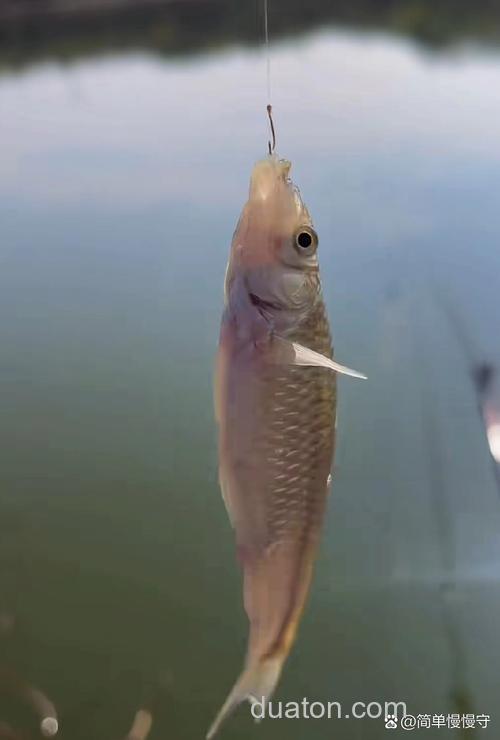 0.1号小钩适合钓麦穗鱼吗?