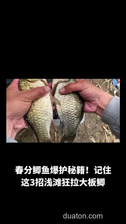 春分前后钓鲫鱼技巧