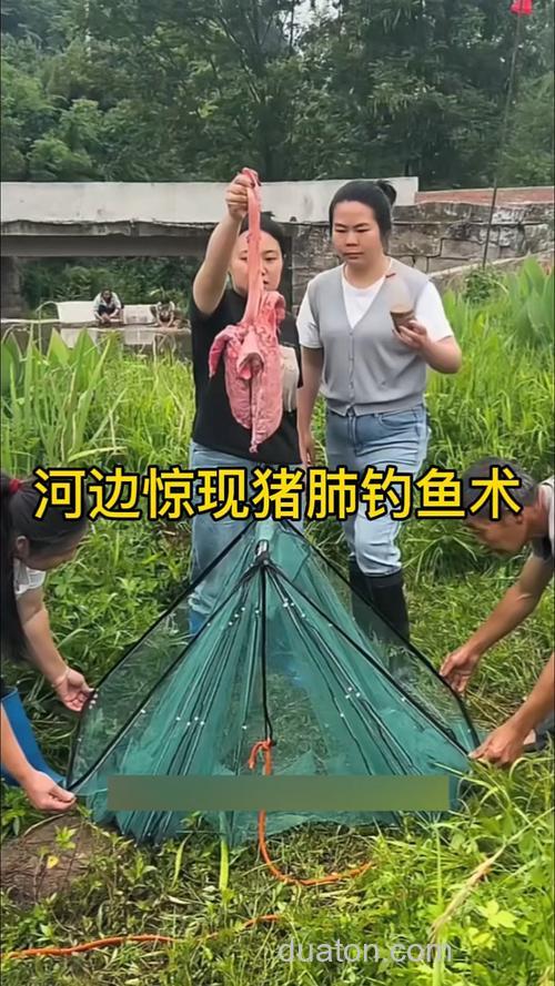 天冷猪肺钓鱼效果咋样？