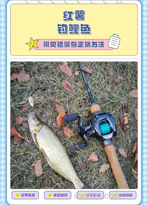 番薯钓鲤鱼方法