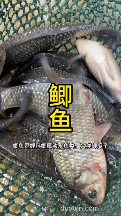 鲫鱼喜欢红薯味道吗？