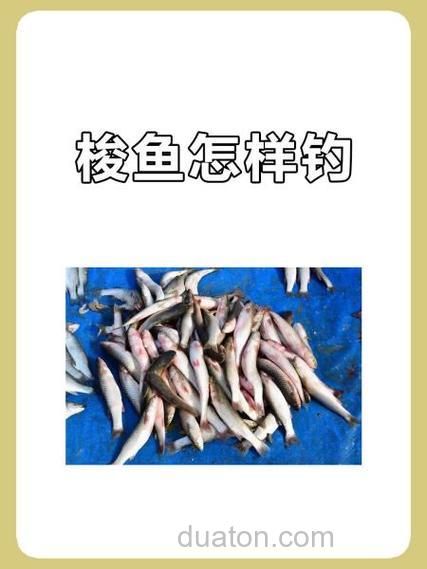 海钓梭鱼全攻略:掌握技巧与准备要点,畅享搏斗快感