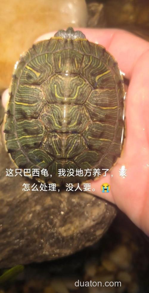 巴西龟放生在湖里后能活吗?