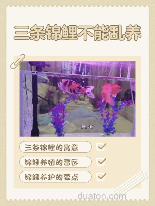 我家养的鲤鱼好像是怕光l,总是在底部乱串,怎么回事,