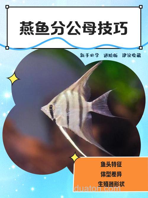 海钓燕鱼技巧大揭秘!掌握这些,让你出海满载而归