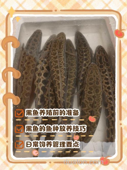 野钓黑鱼的实用方法及黑鱼喜爱的活动水域介绍