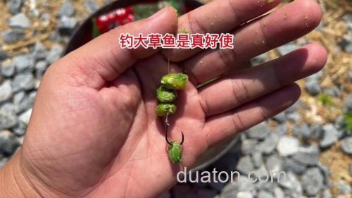 夏钓,用什么鱼饵钓草鱼效果好?