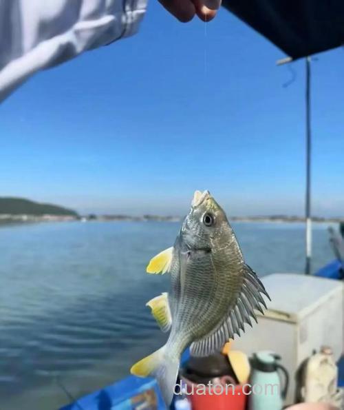 沿海钓友钟爱的海钓黄翅鱼秘籍,钓点选择与操作技巧全解析