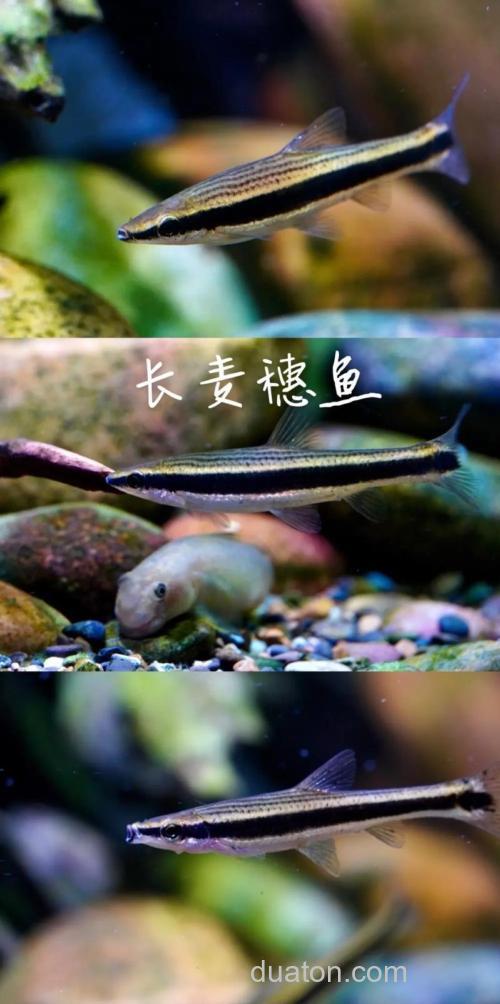 麦穗鱼能清洁鱼缸吗?