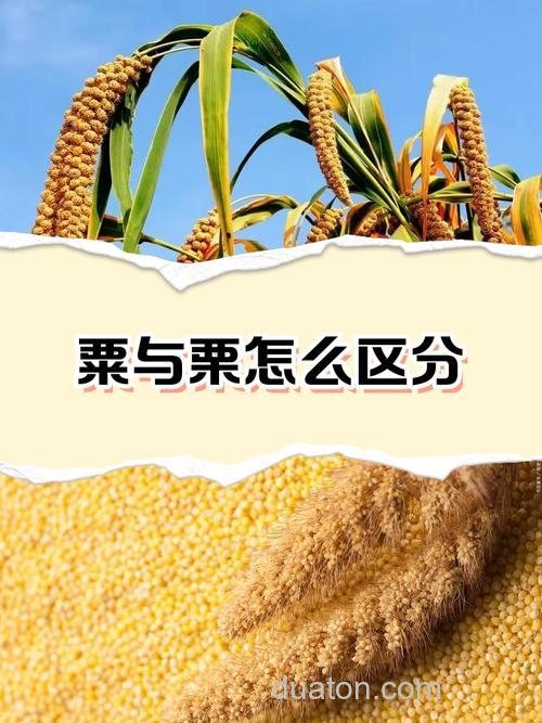 栗米到底是玉米还是板栗?还是其他的食物!