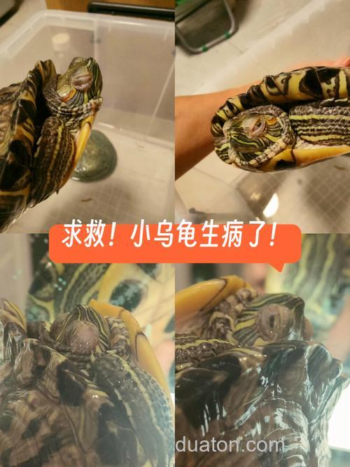 我家乌龟要死了,求救!!