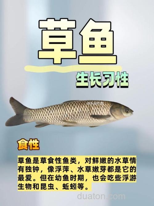 草鱼喜欢吃哪种草?