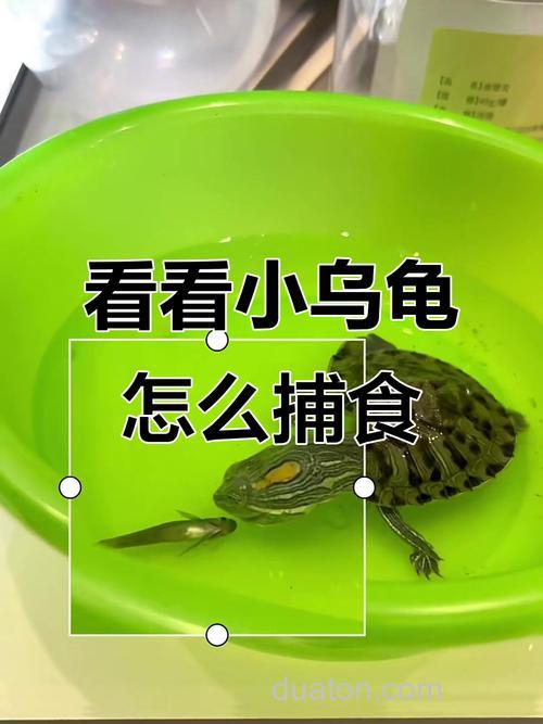 乌龟爱吃什么,吃鱼食吗