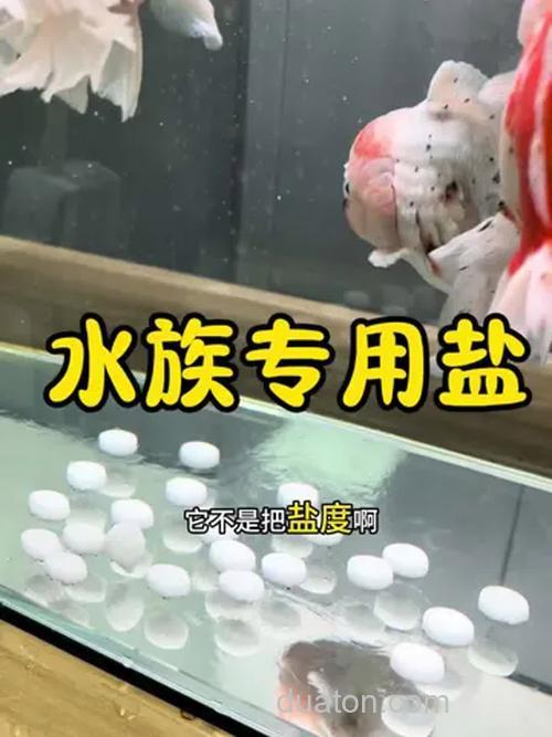 养金鱼为什么往鱼缸里放盐?