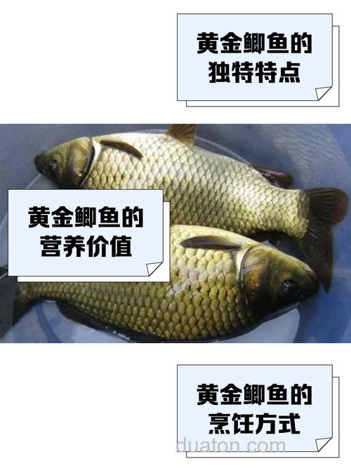 黄金鲫喜欢大麦红薯吗？