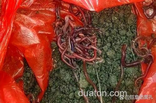 地里挖的蚯蚓为什么鱼不吃?
