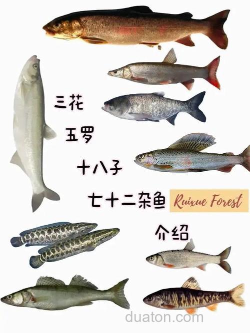 三花五锣指的是哪几种鱼?