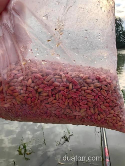 干小麦钓鱼靠谱吗？