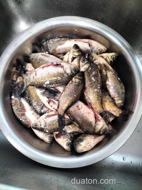 清理鱼塘小鲫鱼的最佳方法?