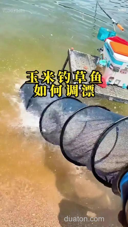 邓刚玉米钓草鱼技巧?