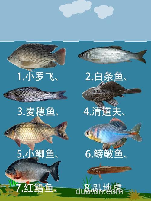 肥水口很多小杂鱼用什么口味才能钓呀?