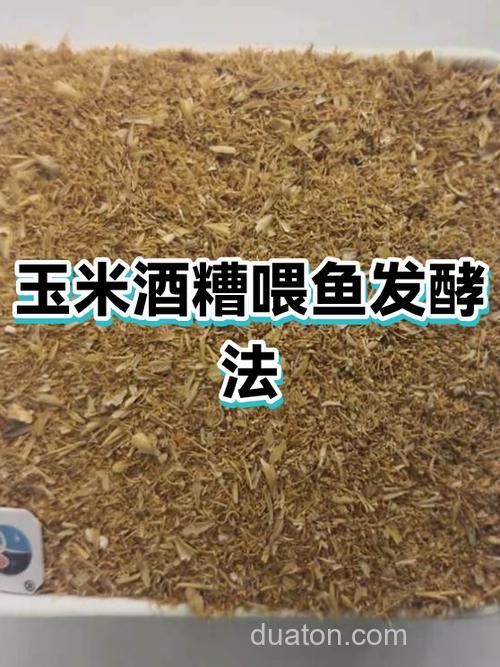 玉米酒糟喂鱼方法?