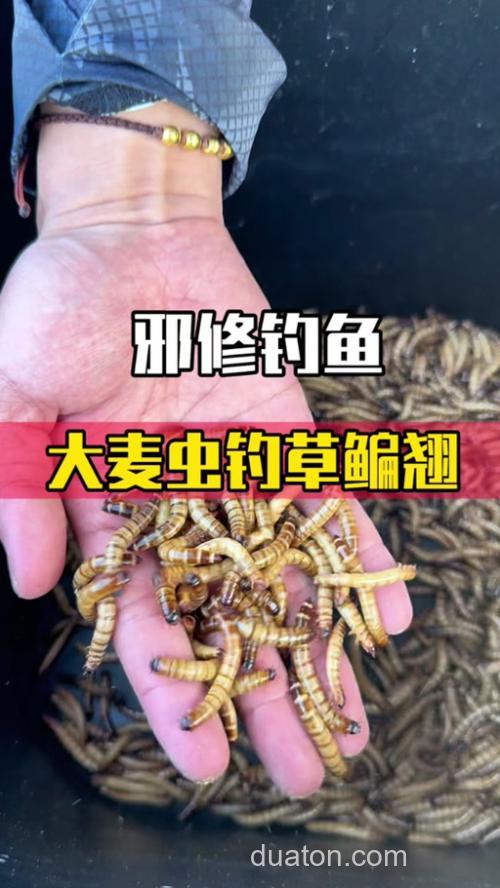 大麦虫能钓甲鱼?
