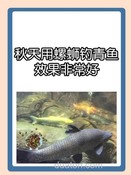 如何掉螺蛳鱼