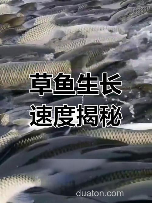 草鱼只喂牧草一年能长多少?