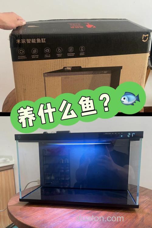 小米智能鱼缸适合养什么鱼?