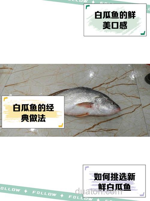 白地瓜能钓鱼吗?
