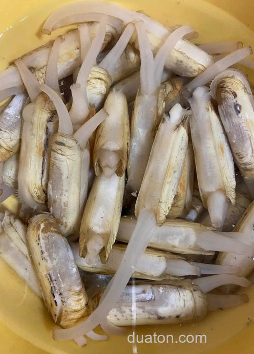 谁知道海蛏子