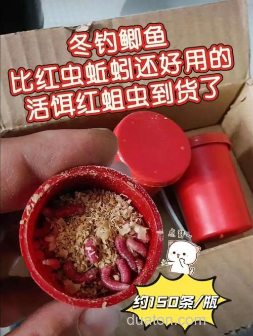 冬天钓鲫鱼,用红虫和蚯蚓那个效果好。