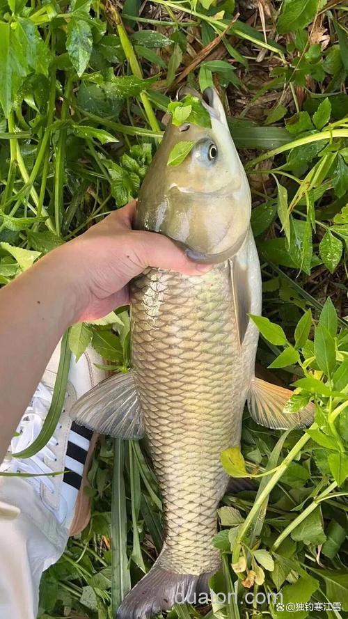 大草鱼克星？
