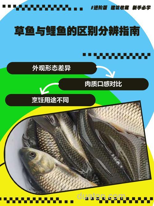 江河蚯蚓钓不到鲤鱼和草鱼??