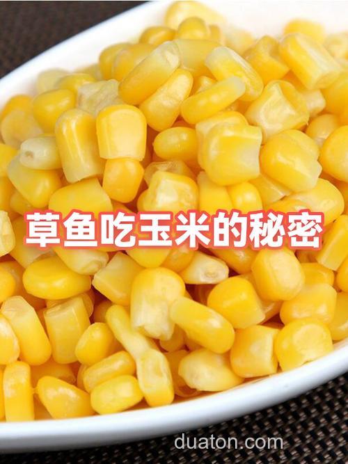 草鱼会吃沉底的玉米颗粒吗?