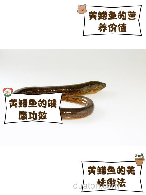 鳝鱼的特性和捕捉技巧?