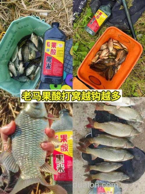 野钓鲫鱼加果酸好还是黑糖好?