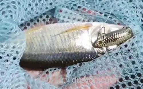 淡水马口鱼_0