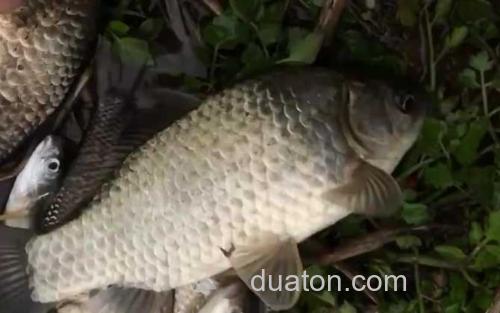 秋天钓大鲫鱼_3