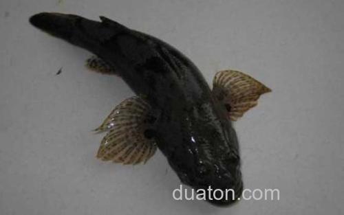 沙塘鳢_7