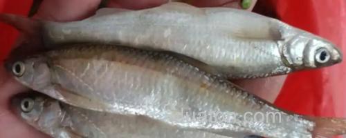 程海白鱼是什么鱼?_0