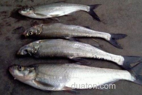 程海白鱼是什么鱼?_1
