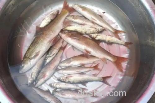 嵩明白鱼是什么鱼?_1