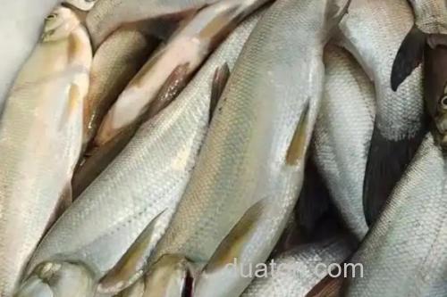寻甸白鱼是什么鱼?_1