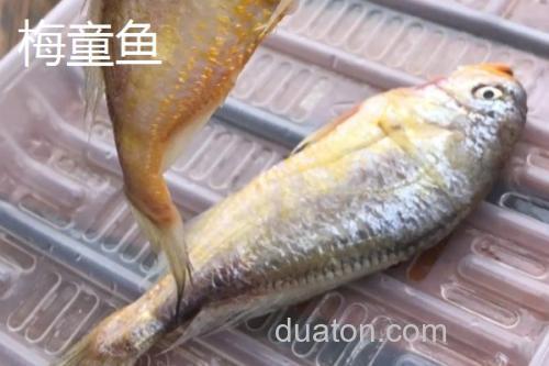 梅童鱼和小黄鱼的区别_3